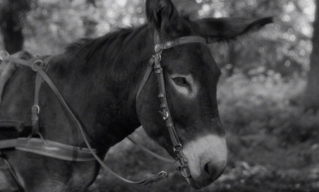 Au hasard Balthazar - Robert Bresson - donkey