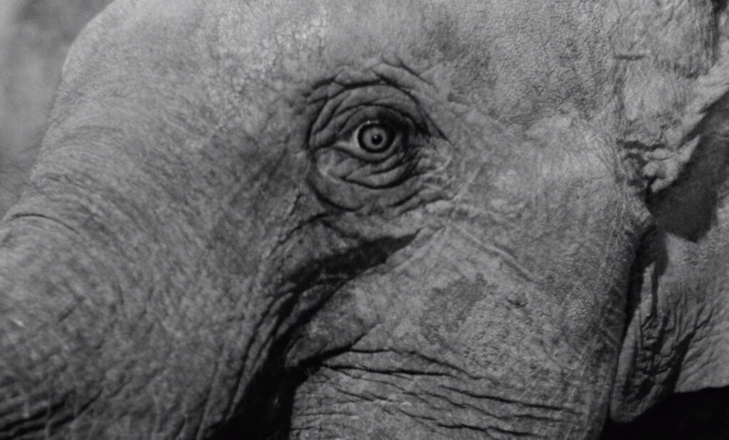 Au hasard Balthazar - Robert Bresson - elephant