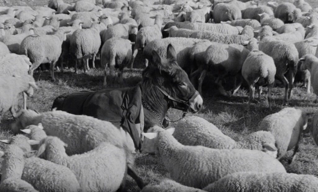 Au hasard Balthazar - Robert Bresson - donkey - sheep - ending