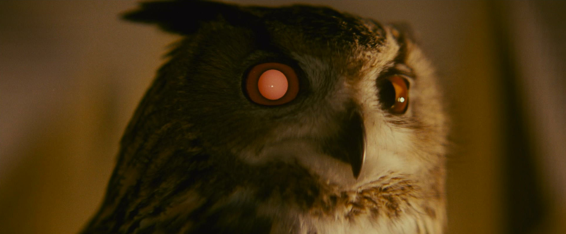 Blade Runner - Ridley Scott - owl - red eyes - replicant