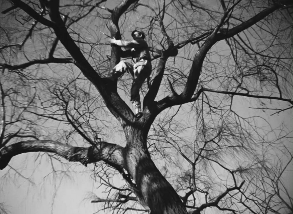 Goupi Mains Rouges - It Happened at the Inn - Jacques Becker - Rober le Vigan - Goupi Tonkin - climbing a tree