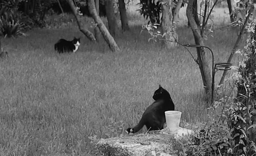 Nathalie Granger - Marguerite Duras - cats - back yard