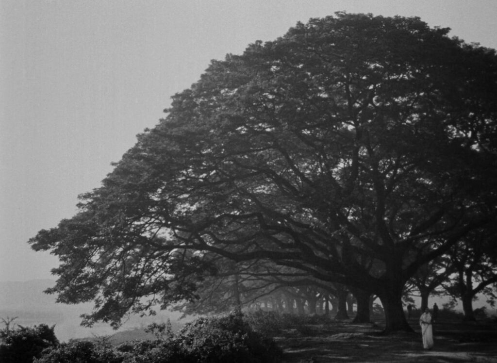 The Cloud-Capped Star - Meghe Dhaka Tara - Ritwik Ghatak - Supriya Choudhury - Neeta - tree